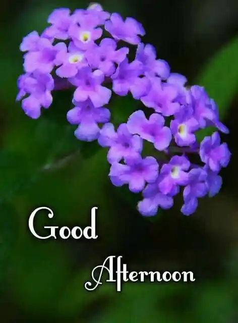 good-afternoon-photos